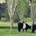 Warialda BEEF (@warialdabeef) Twitter profile photo