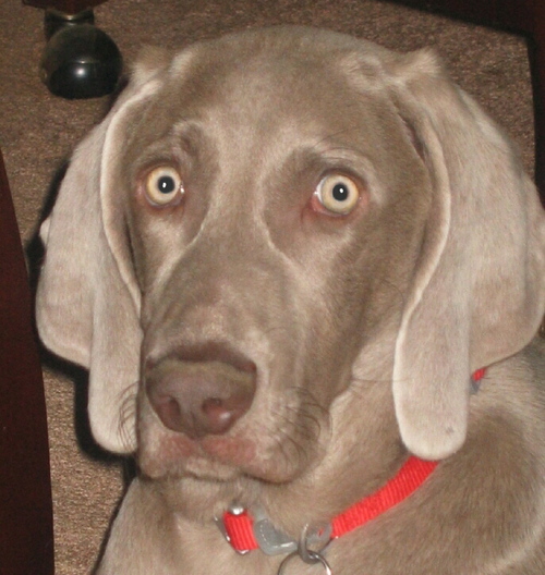 Citizen1325's profile picture. Conservative to the core; Christian at the core. Widow, Mom, proud Nana, and owned by a Weim. Oh, also an admirer of Nikola Tesla. ;-)