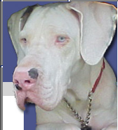 Great Dane Rescue of SC, is a no-kill sanctuary whose mission is to rescue abandoned, abused and neglected Danes in our state.
