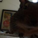 Bobbi Jo McClain - @bbjmcclain - Twitter