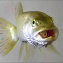 Reginald Bingham - @ReBingham - Twitter