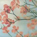 Anna Miron - @Spring_child - Twitter