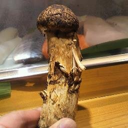 さぶい