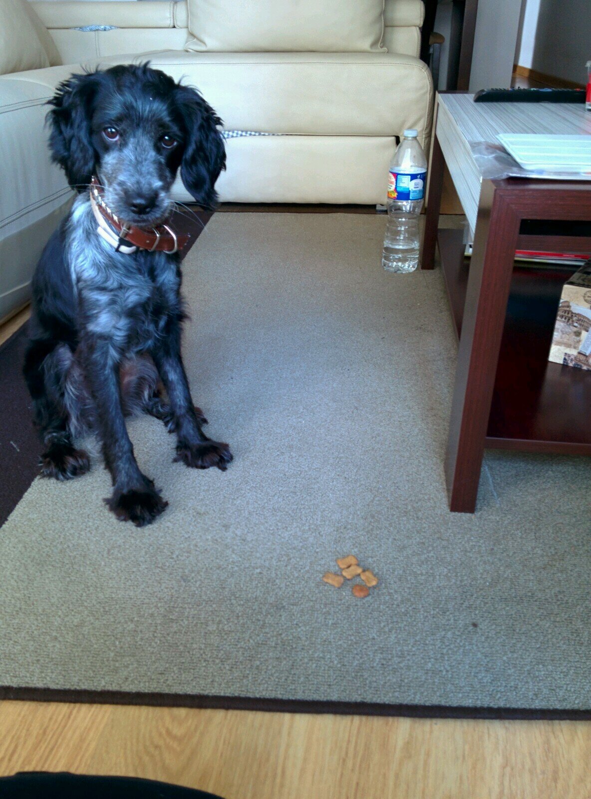 daviduleila's profile picture. Monitor Escolar Junta de Andalucía