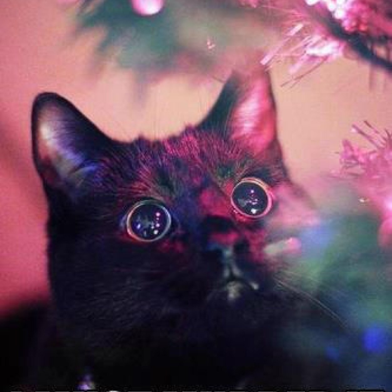 SurivivalGirl__'s profile picture. SUSPEND MEEE!!! Please!!!