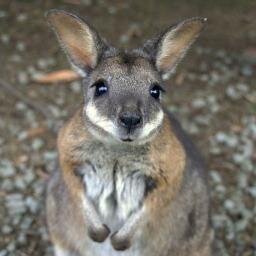 SneakyKangaroo's profile picture. 