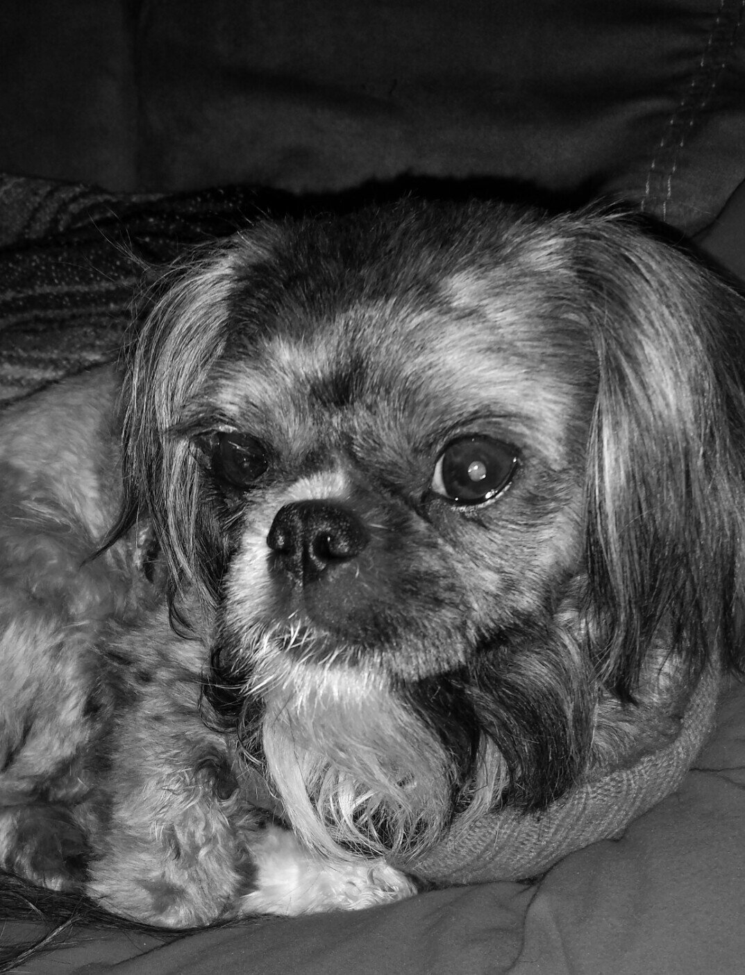 meatcutter73's profile picture. 