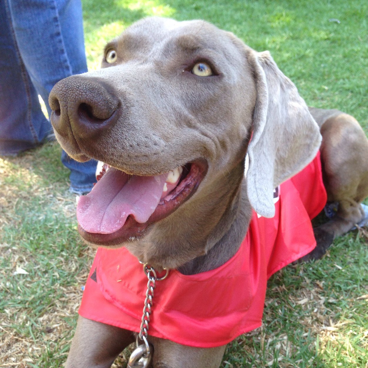 Ingeniero Comercial y publicista/ Cruzado/Weimaraner /Republicano de tomo y lomo