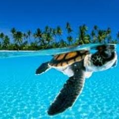 ||  RT|| ||  FALLOW ME ||