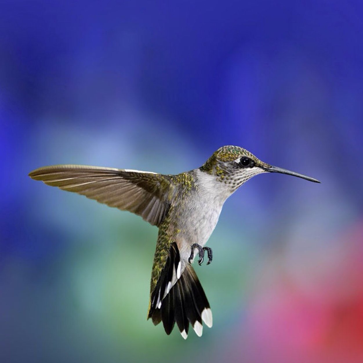 MilFisyer's profile picture. 