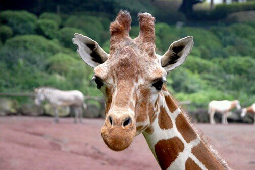 a_cp2l2's profile picture. 清至/白鴎 チャリ/アカペラ/infini08