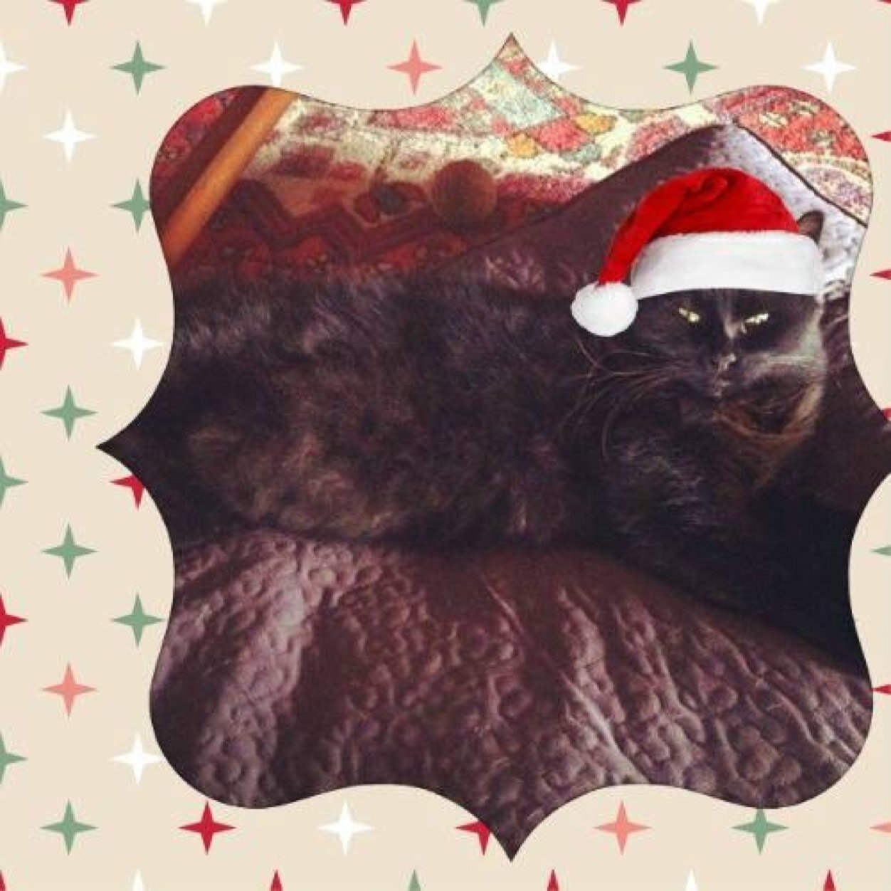 please follow @blakeisenglish I'm his cat. My name is Taco, nice to meet you bahaha :p Thank you so much for the follow :p