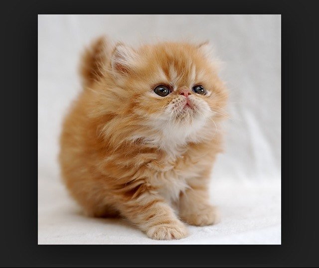 Hi. Its mostly just random but i want to try and make it a cat theme. I have a kik so just ask on the conversation thing on here and ill say if your interested.