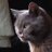 CareLazarus's profile image