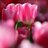husna_24's profile image