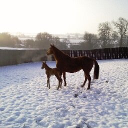 Breeders, Owners and vendors of sprinters