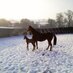 Manor Farm Stud (@manorfarmstud1) Twitter profile photo Manor Farm Stud (@manorfarmstud1) Twitter profile photo