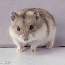 Alicja Wasilewska - @WIEWIA - Twitter