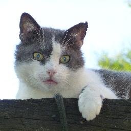Moeder, oma, echtgenote, wielerfan, katten liefhebster ...