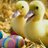 jay1234kumar's profile image