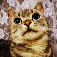 Frodo (@frodo323) 's Twitter Profile