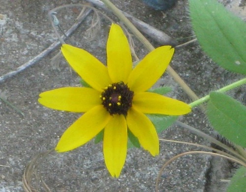 softzephyr's profile picture. This is an ingenious way of connecting those who need help and who want to help that ultimately creates a win win situation for all!