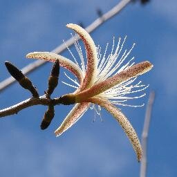 PatrickHarmon1's profile picture. Father, husband, physics and economics teacher. Interested in astronomy, trees, and all aspects of nature.