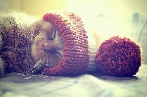 Meooww~Christmas kitty