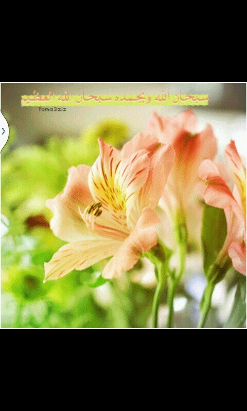 امة من اماء الله في هذا الكون الواسع .... مسلمة ولله الحمد ..★☆★☆