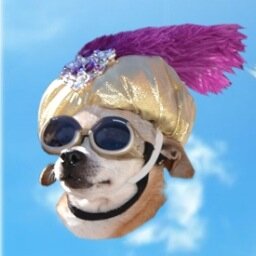 Comedian, Human-lover, Sultan, and Dreamer--Star of the Children's Book--“José: The Little Chihuahua with BIG Dreams,” Inspiring Kids to Follow Their Dreams!