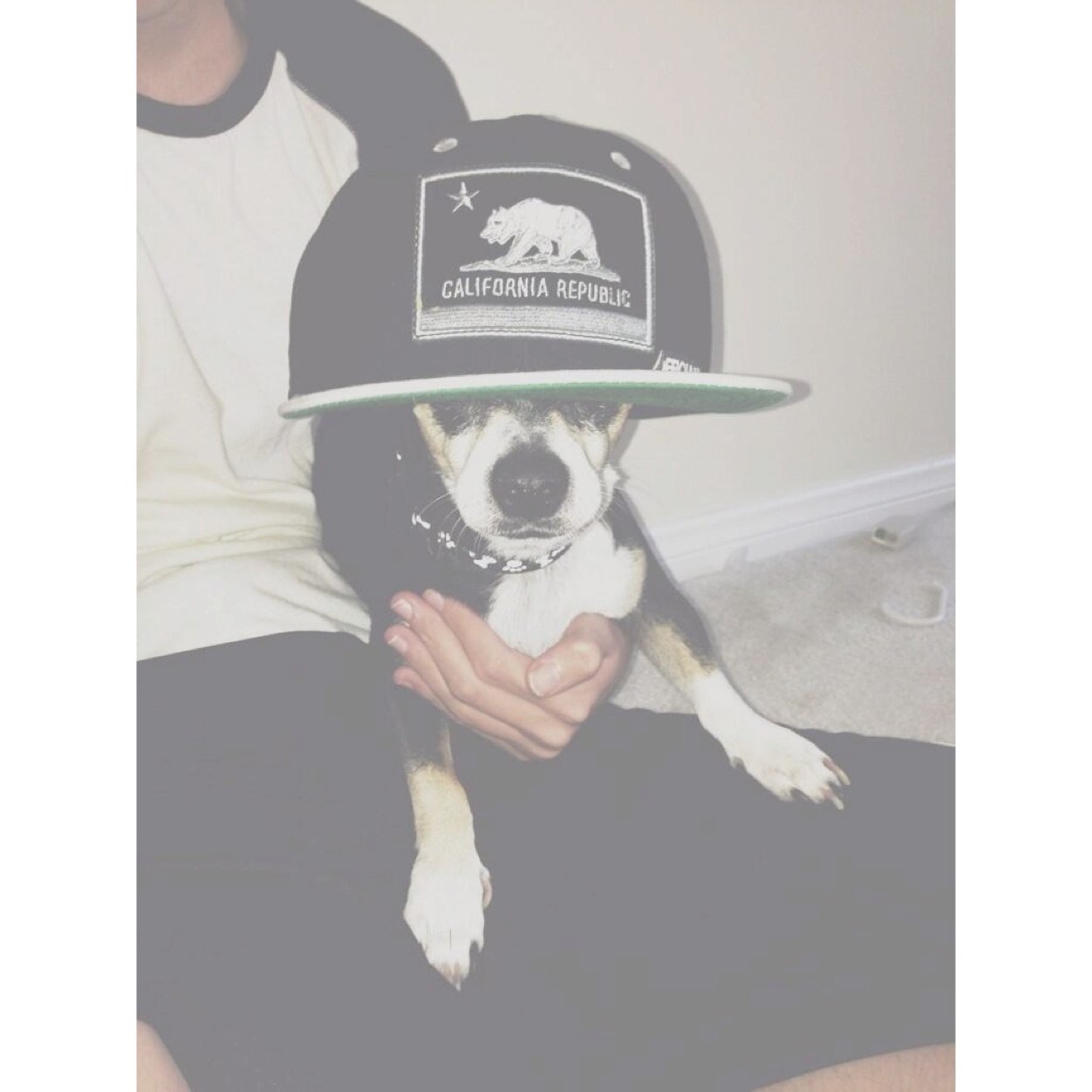 wishbonethetype's profile picture. i poop in connor's room