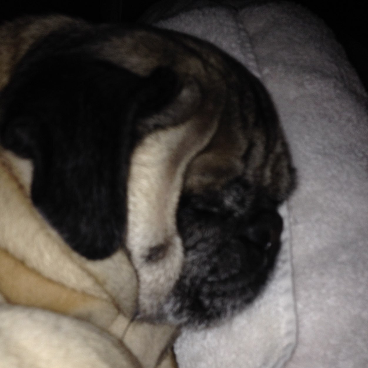 rescuepugbella's profile picture. I'm a former puppy-mill mommy who is living the life in the Bay Area, USA! I kissed a pug and I liked it! Squeeeee!