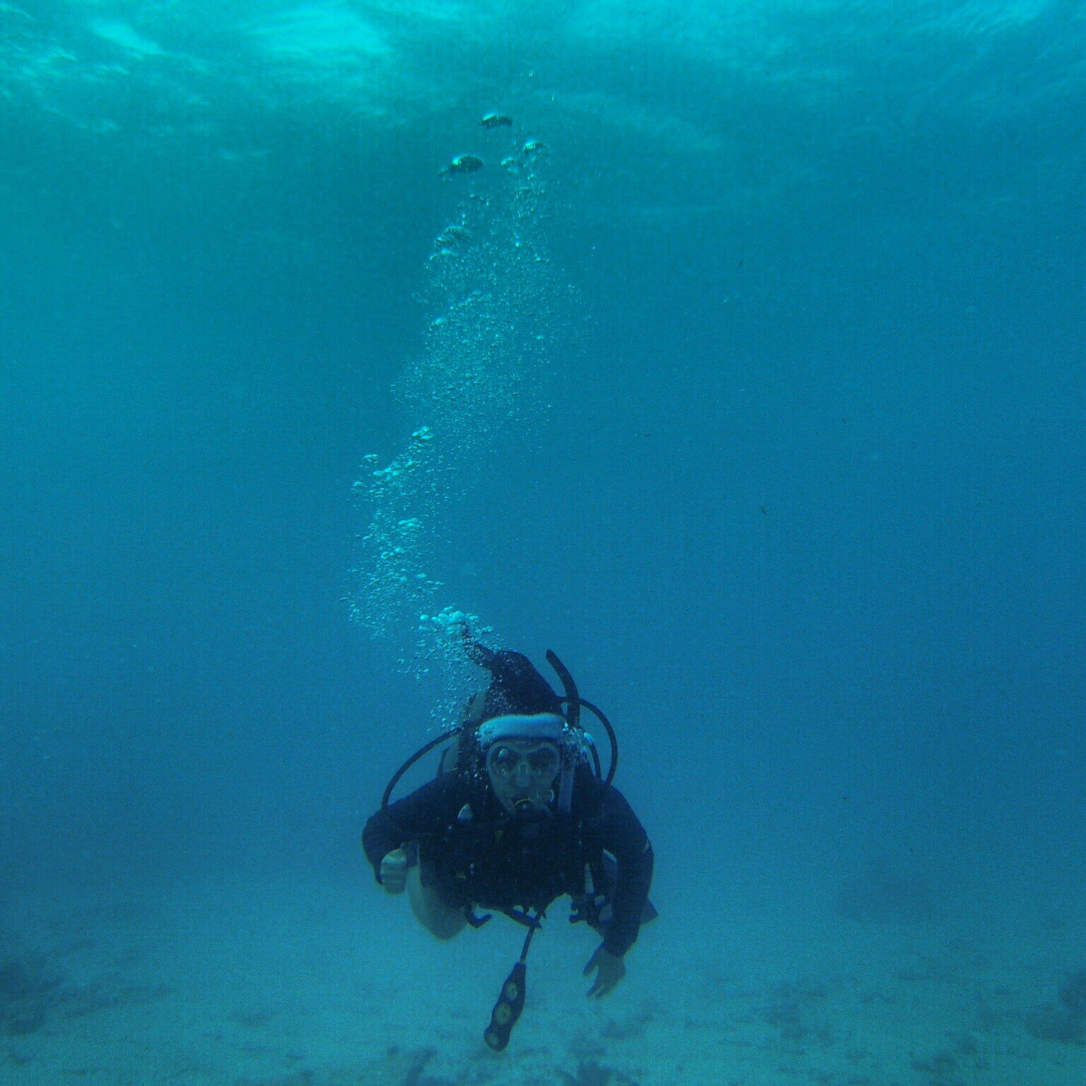 The_Cnidarian's profile picture. Marine Bio and English are my game and Steph is my name. I didn't choose the fandom life, it chose me.
I've moved to @Steph_OutAtSea!