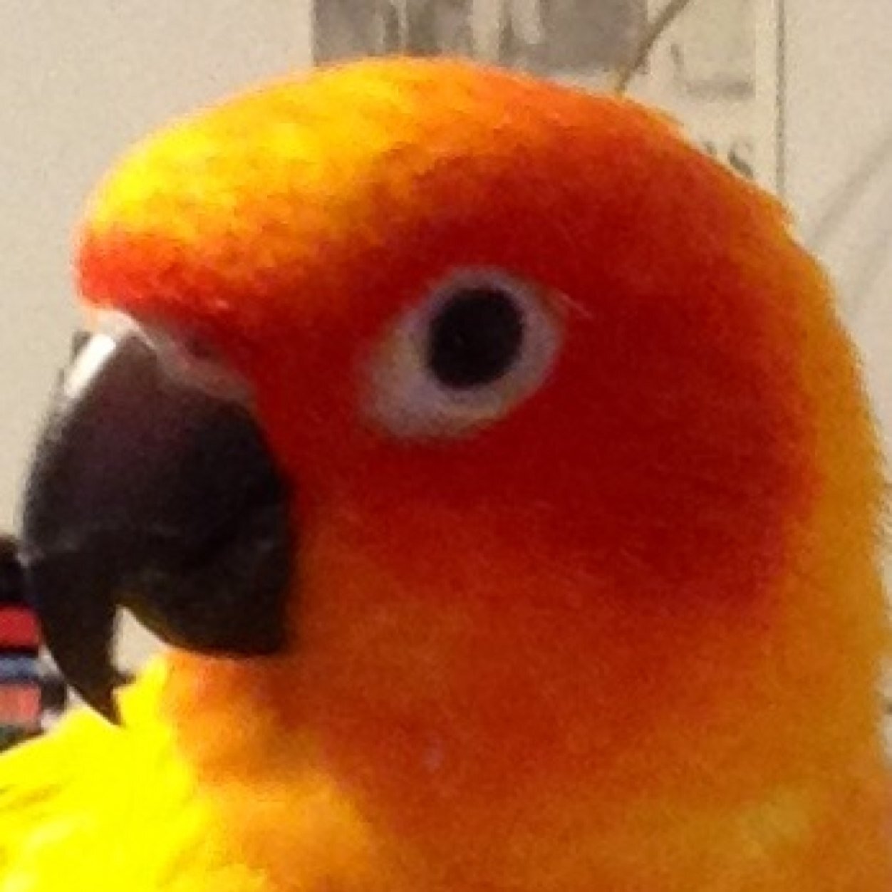 You don't have to be human to be cool. Goofus Conure passed away on 3-6-25. To honor him, his cat brother Mr. Pretty carries the torch.  Love is forever.