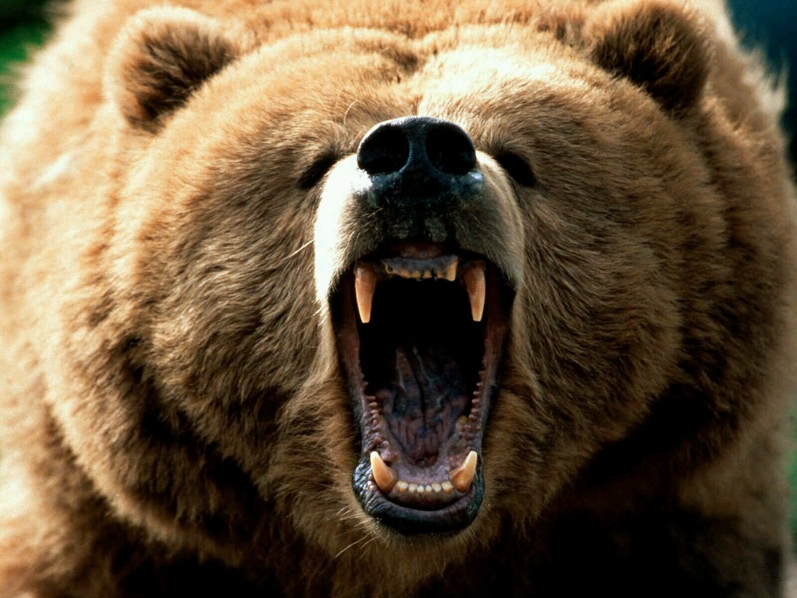 here for the NSFW.  
single silver Daddy Bear looking for chaser*****Moving to the blue