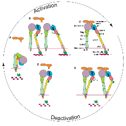 Structural Biology. Immunology. Integrins. TGF-beta/BMP. von Willebrand Factor. Malaria. Lab account for PI: @timothyspringer.