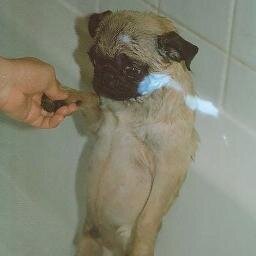 george6ironbass's profile picture. 