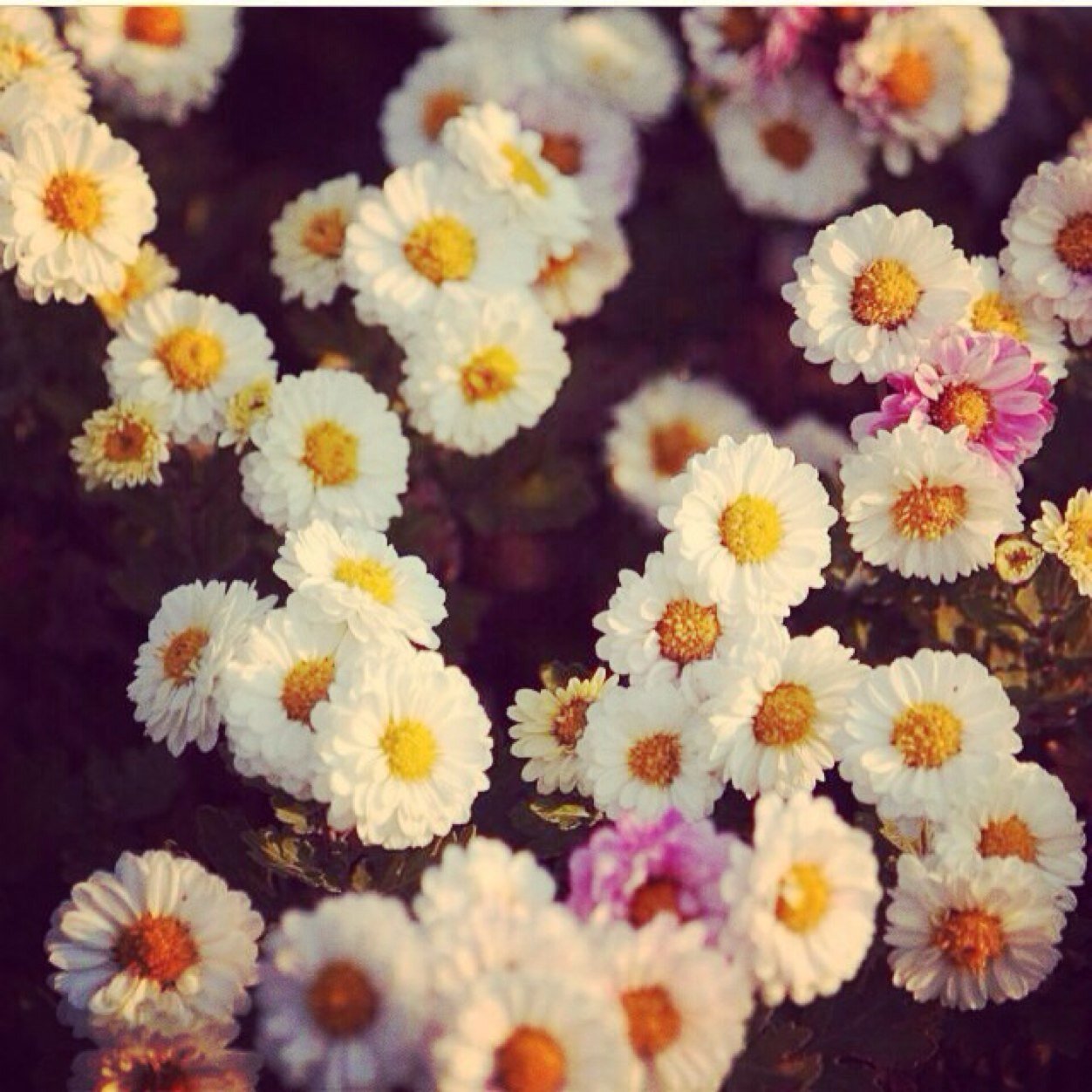 2011510Faisl's profile picture. 