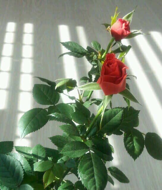 mondaycall's profile picture. 책/음악/교육/인생/마크툽 Maktub... 어디로든 갈 수 있는 바람의 자유가 부러웠다. 그러나 문득 깨달았다. 자신 역시 그렇게 할 수 있으리라는 사실을... 떠나지 못하게 그를 막을 것은 아무것도 없었다. 그 자신 말고는... 연금술사 중에서..