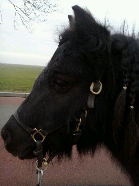 Follow ons voor leuke paardentweets, quizen, wedstrijden, tips en nog veel meer! Maak de followknop blauw! Op de rug van je paardje kan je alles aan♡