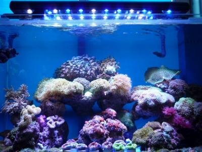 Aquariumlightsd's profile picture. Your best source for all you aquarium lighting needs! from DIY accessories, Bulbs, to whole lighting systems.