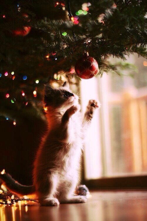 jinglebells2014's profile picture. I used to be a Christmas account but Christmas is over so I'm going to think of something else