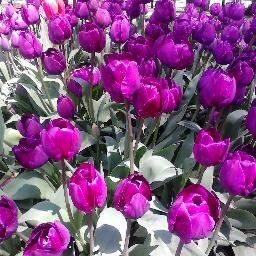 HavvaMentese's profile picture. 