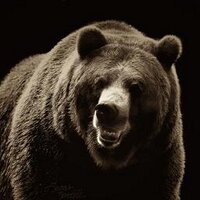 Magical_Bear ๐ (@magical_bear_) 's Twitter Profile