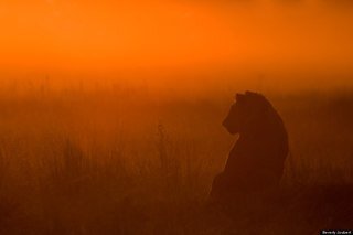 Usamah_Loveless's profile picture. At the end of the game, both the king and pawn go in the same box.