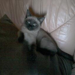 1v8Stphane's profile picture. 