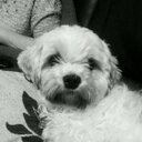 Caoimhe McGale (@57Keevo) Twitter