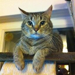 Shami_zantrope's profile picture. Maow ! (Ninja, bourreau de pieds, bipolaire et tsundere)