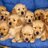 cutedogs101's profile image
