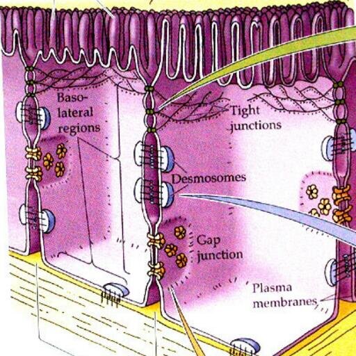 Intercellular Junction | AP Biology Cellular Organelle Campaign Project | Courtnei Johnson & Blake Avery | Ramsay High School | 3rd & 7th Period
